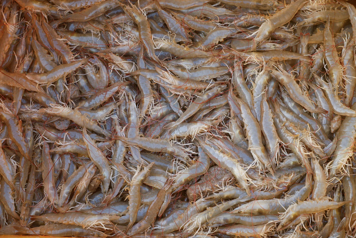 États-Unis : alerte sur des crevettes radioactives vendues chez Walmart