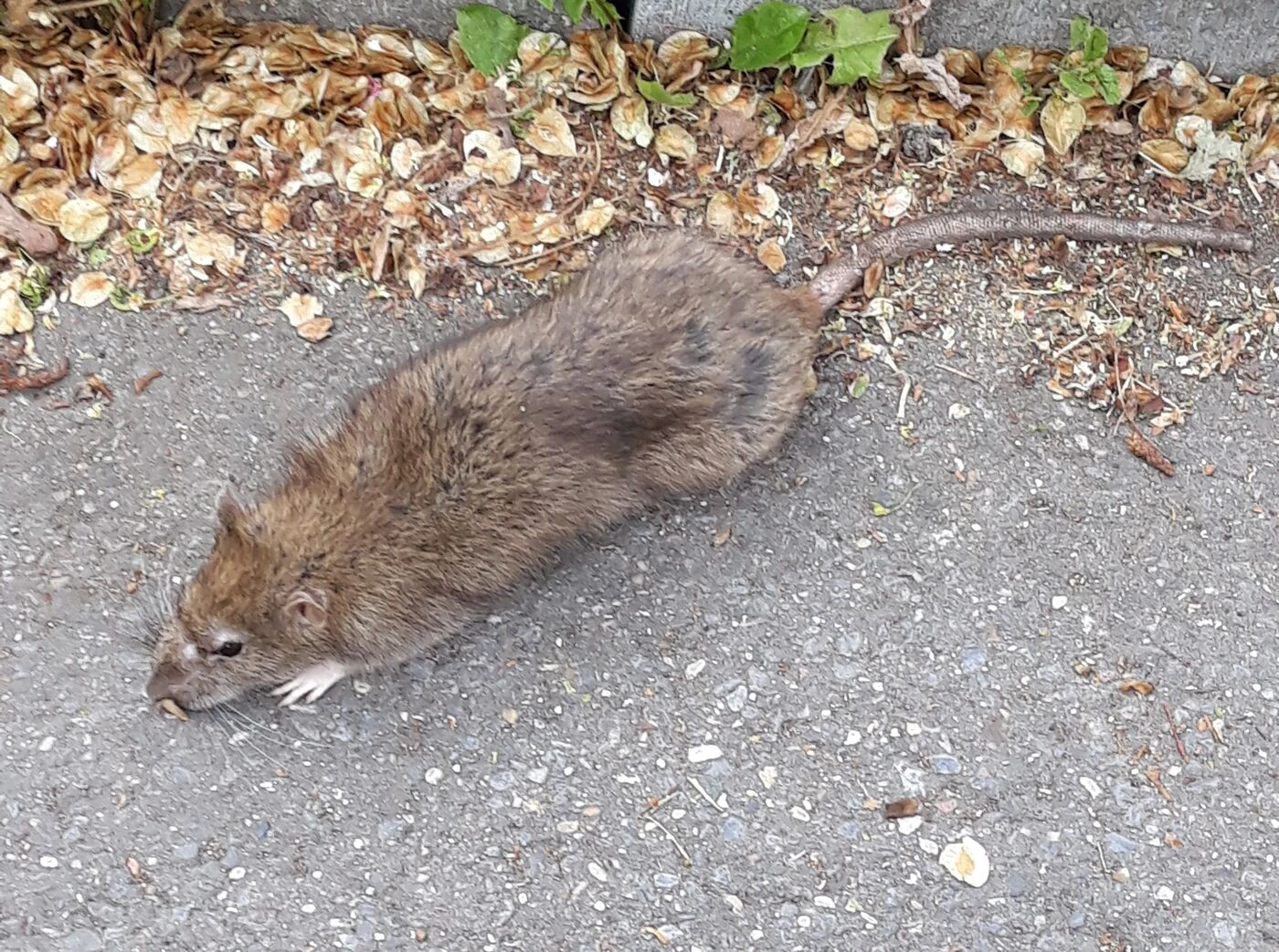 « C’est l’endroit rêvé pour eux » : deux villes en Belgique « très inquiètes » par une invasion « infernale » de rats