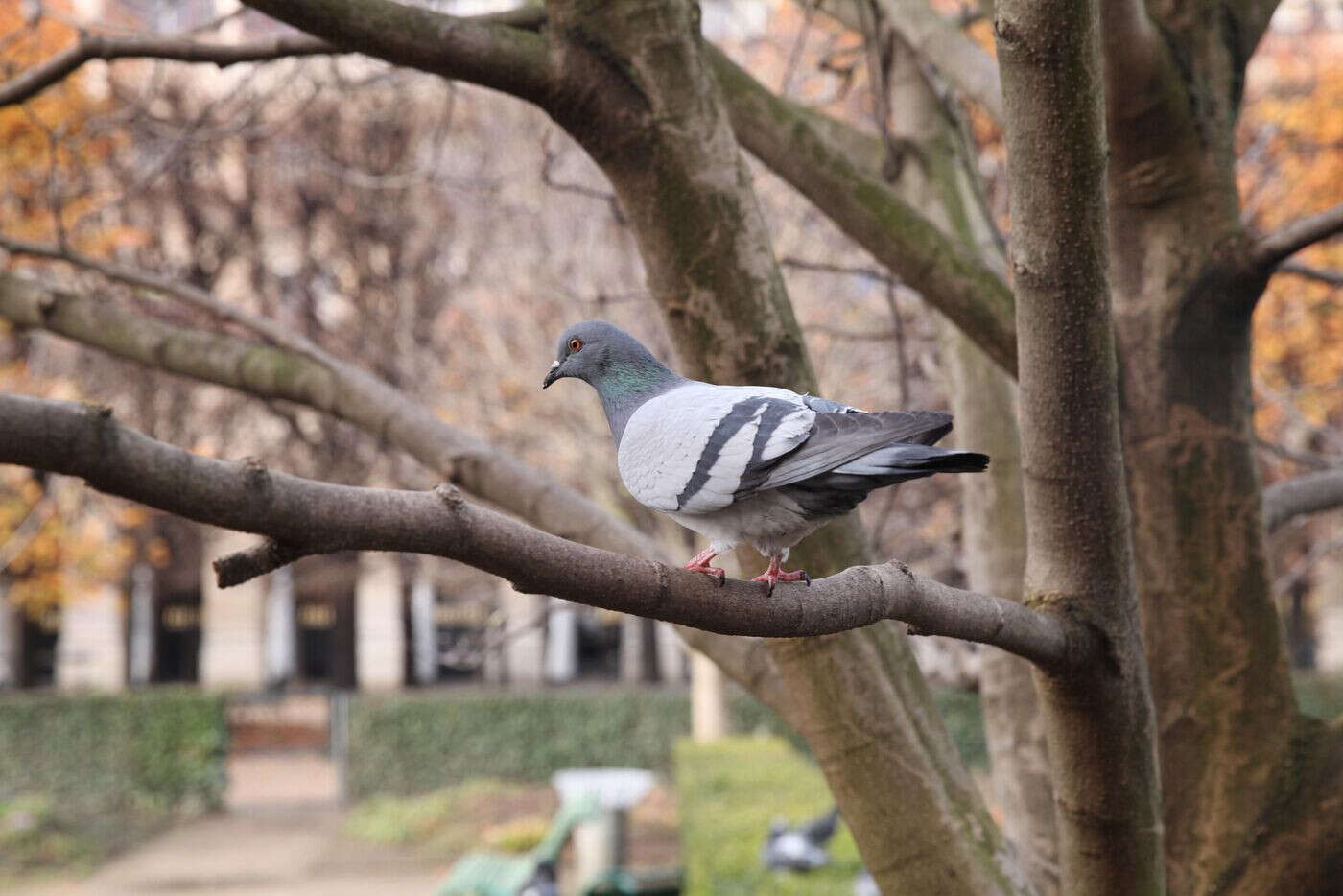 À Paris, une « arnaque à la fiente de pigeon » pour dépouiller les seniors : trois escrocs interpellés