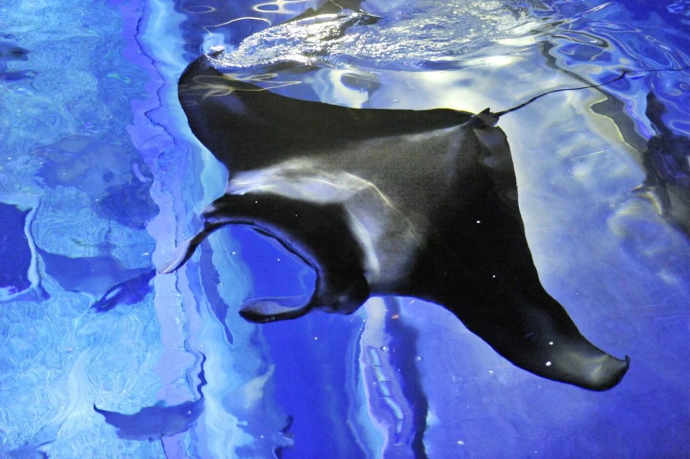 Une impressionnante raie manta aperçue tout près de la plage à Cannes