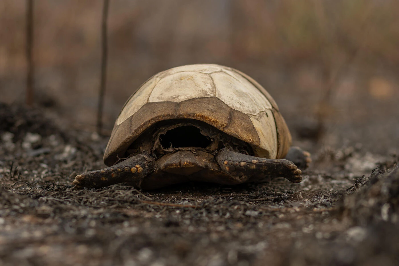Floride : il crée un accident en voulant sauver une tortue sur l’autoroute