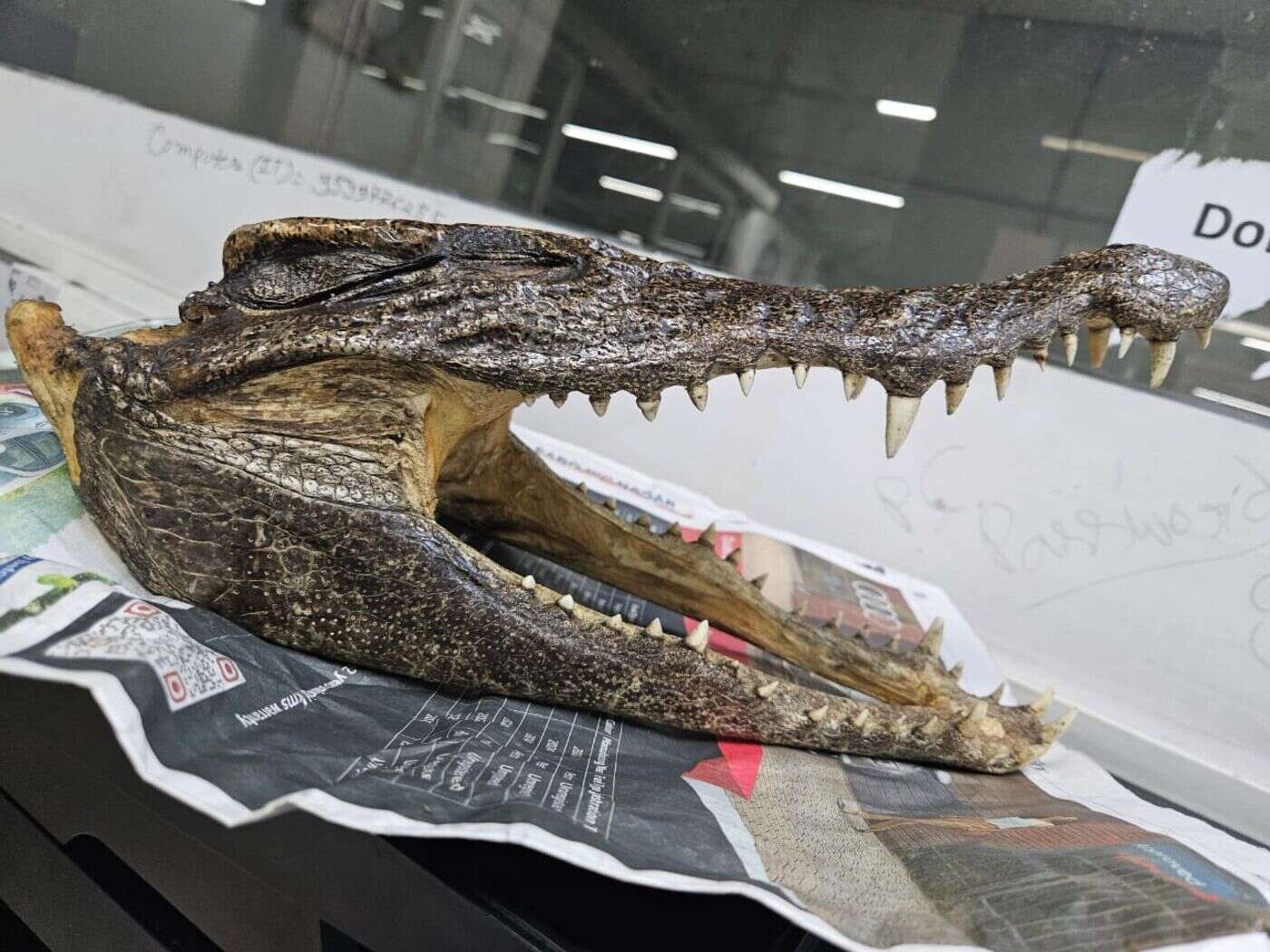 Un Canadien arrêté à l’aéroport après avoir tenté de prendre l’avion avec une tête de crocodile