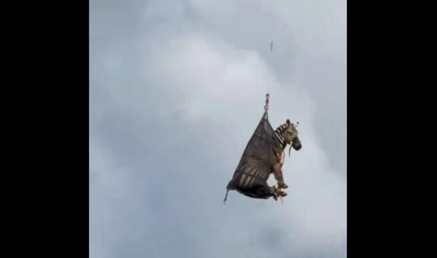 La rocambolesque capture d’Ed, un zèbre domestique en cavale depuis une semaine aux États-Unis