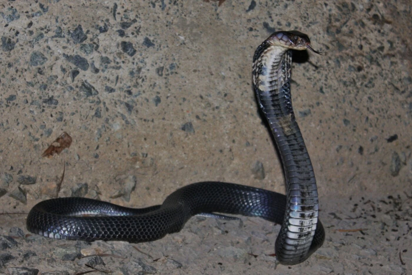 Un cobra dans la nature, appel à la vigilance dans une commune de Haute-Garonne