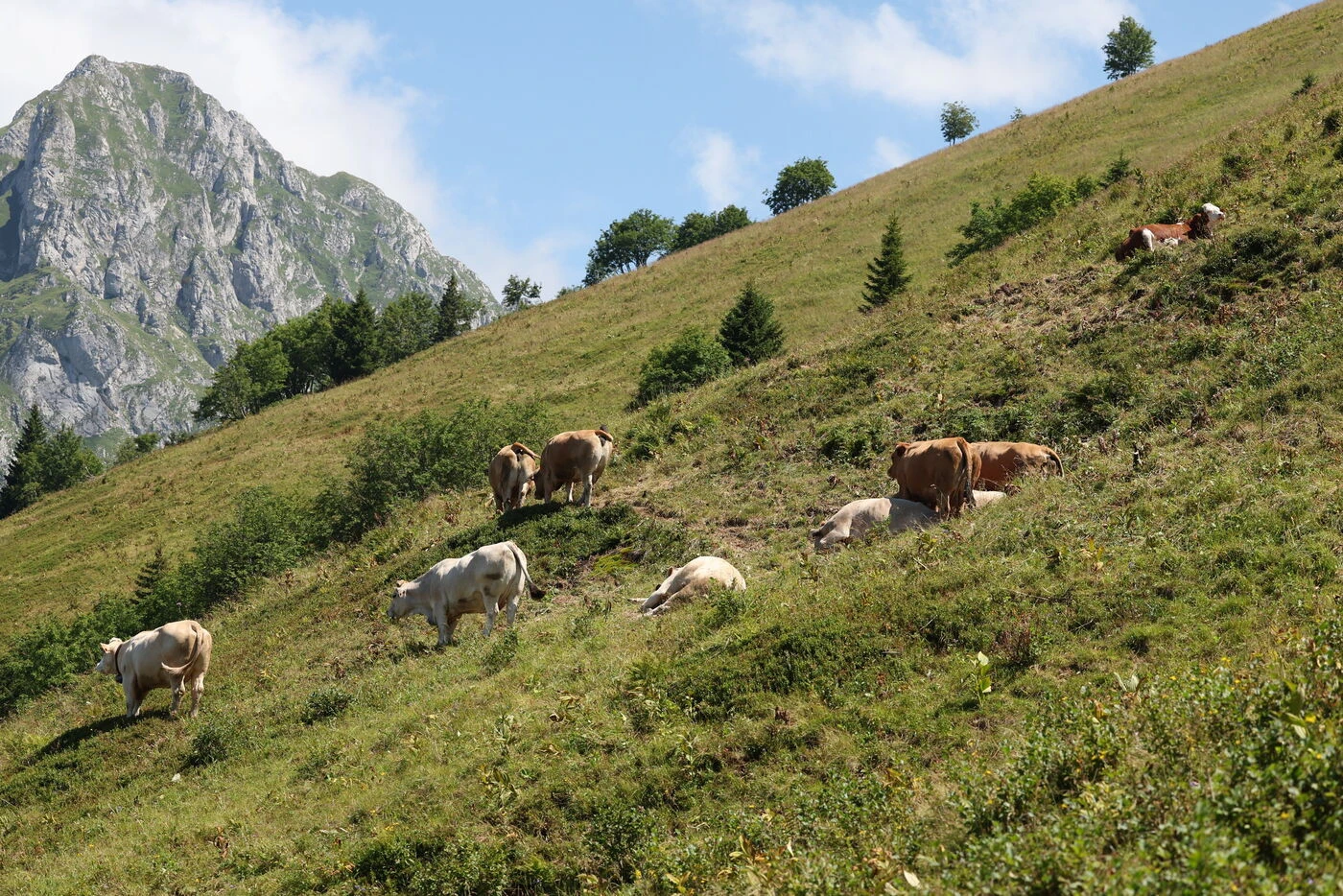 Savoie : un élevage bovin, contaminé par la dermatose nodulaire contagieuse, va être dépeuplé