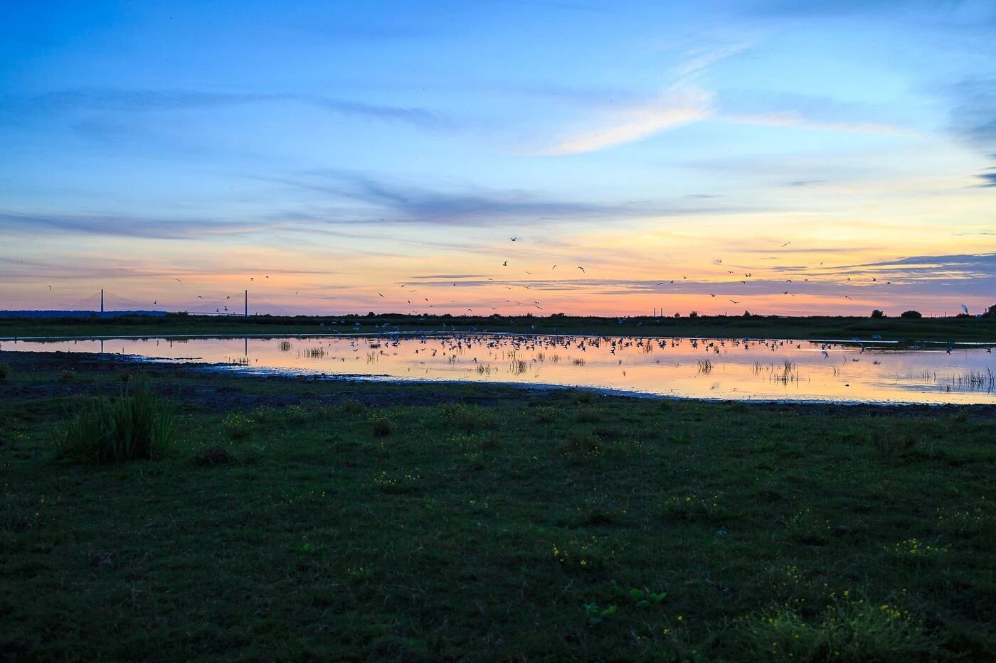 Estuaire de la Seine : dès demain, un programme estival riche pour découvrir cette réserve naturelle