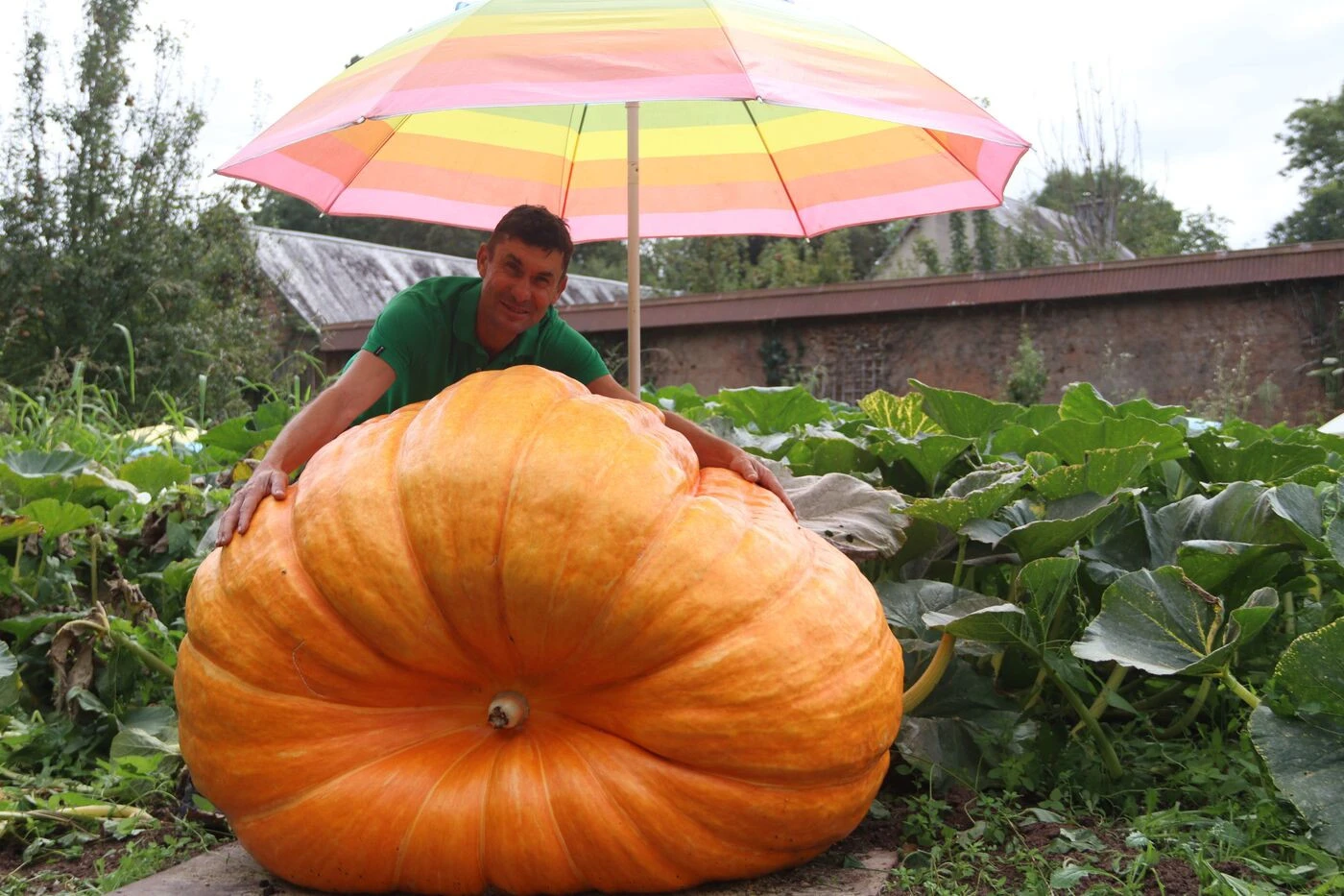 « J’y laisse des plumes mais c’est addictif… » Ce jardinier normand est le roi des légumes géants