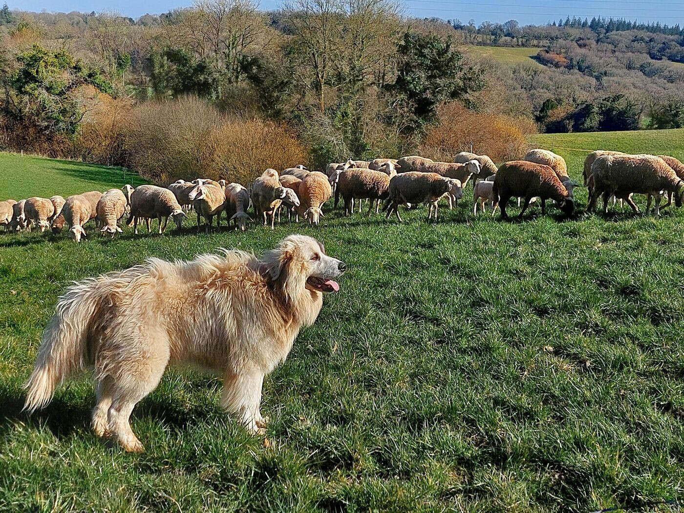 Face au loup, les premiers chiens patous déferlent dans les élevages du Finistère