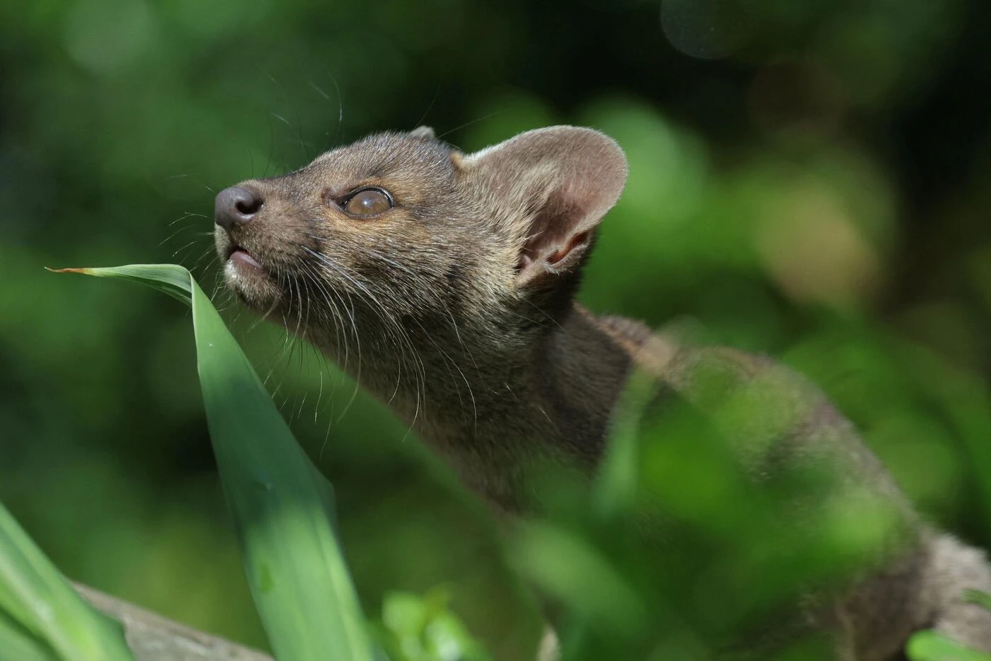 Rare naissance de trois fossas au zoo de Paris : les photos de leurs premiers pas