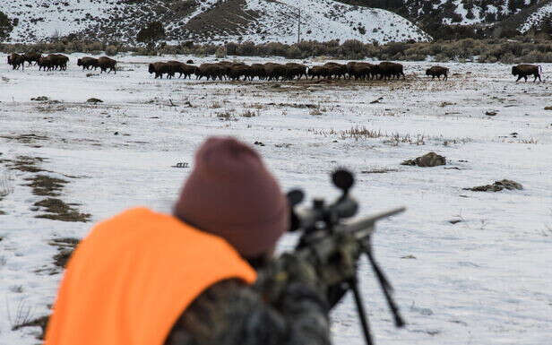 Parc du Yellowstone aux États-Unis : une immense chasse aux bisons fait polémique