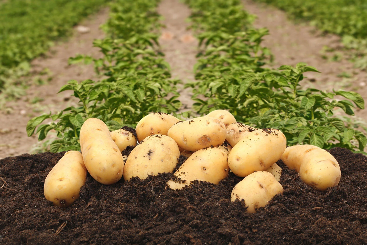Du champ à l’assiette, la pomme de terre a tout pour plaireContenu proposé par POTATOES FOREVER