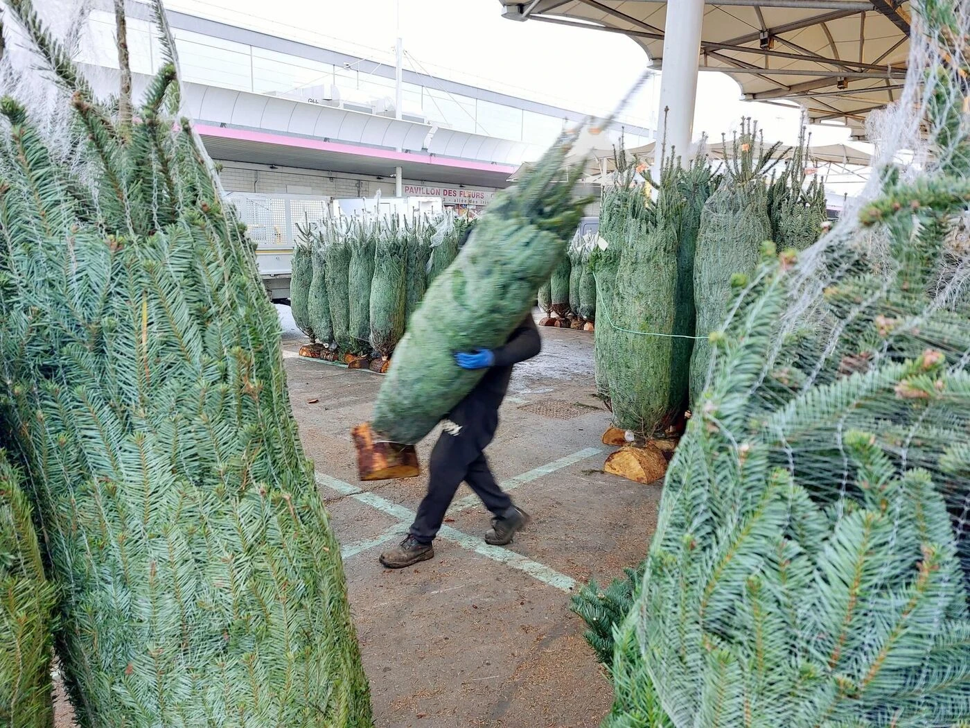 Mon beau sapin, roi du Marché : à un mois de Noël, la vente des sapins démarre à Rungis
