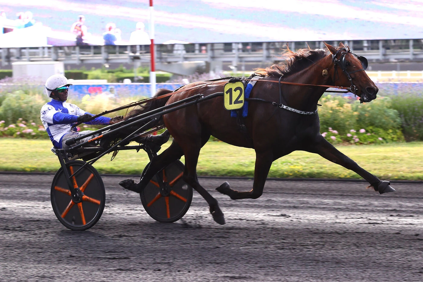 Arrivée du quinté du vendredi 27 juin à Vincennes : tout sourit à l’écurie Chavatte et Eleonora Grif
