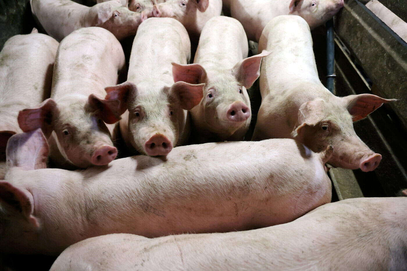 Un camion de cochons se renverse sur l’autoroute A31, la circulation coupée