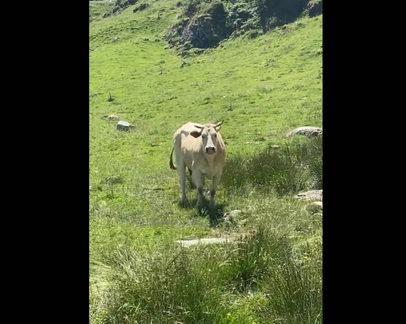 « Elle nous fonce dessus » : un randonneur reste coincé près de deux heures en haut d’un pylône pour échapper à une vache