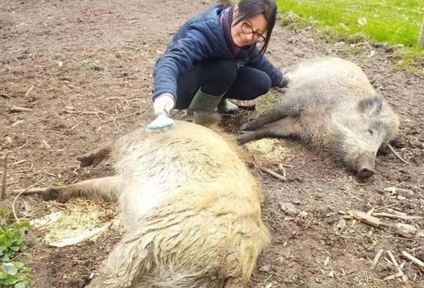 « J’ai juste envie de pleurer » : le couple qui avait recueilli les deux sangliers Mimi et Pumba ne pourra pas les récupérer