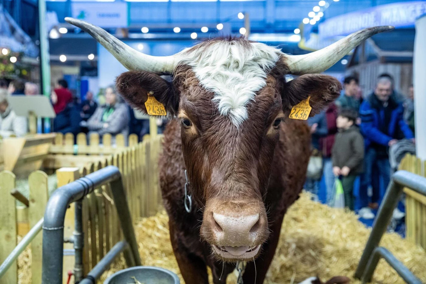 En Auvergne, la vache Ferrandaise, il y a peu en voie d’extinction, se compte désormais par milliers