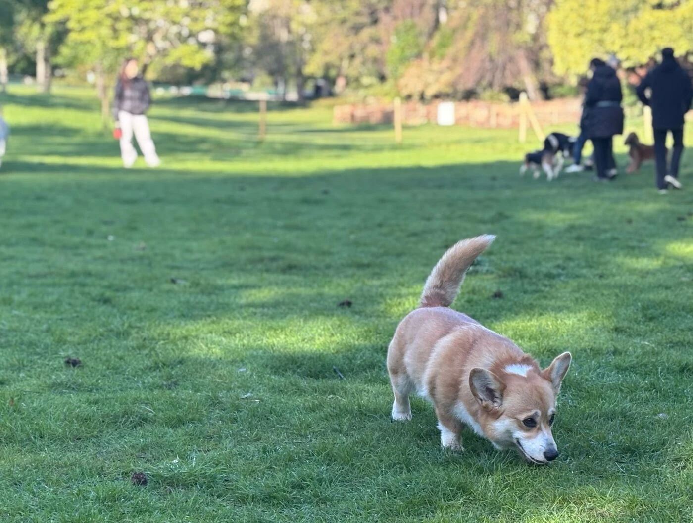 Paris : l’expérimentation des chiens sans laisse au parc Monceau reprendra en septembre
