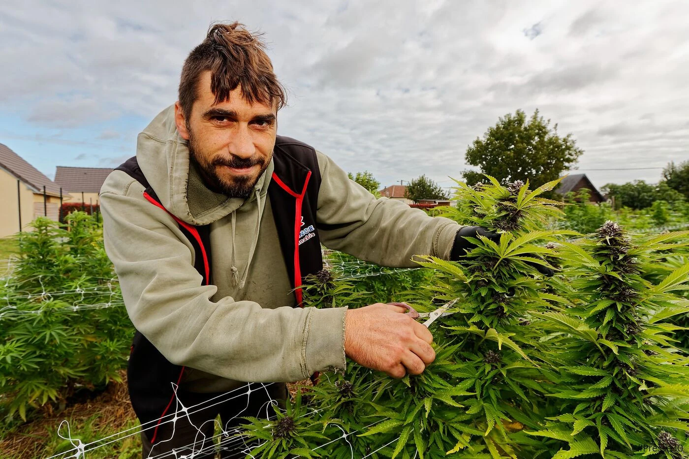« On ne veut pas légaliser le cannabis » : un producteur normand prépare un texte de loi pour défendre la filière