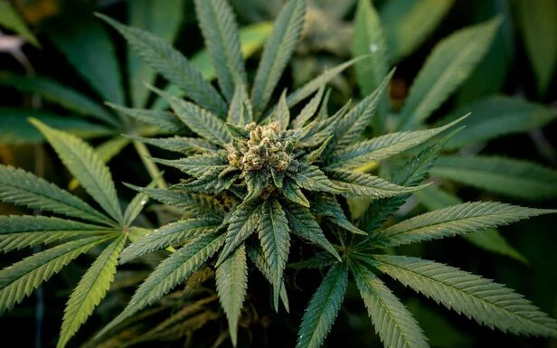 Vers une filière de production de cannabis médical en France
