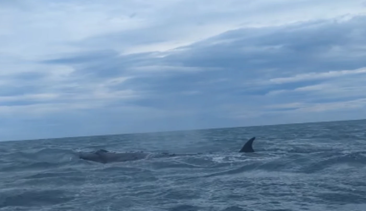 « Elle nageait plus vite que le bateau » : dans l’Aude, une baleine aperçue à 300 m de la plage