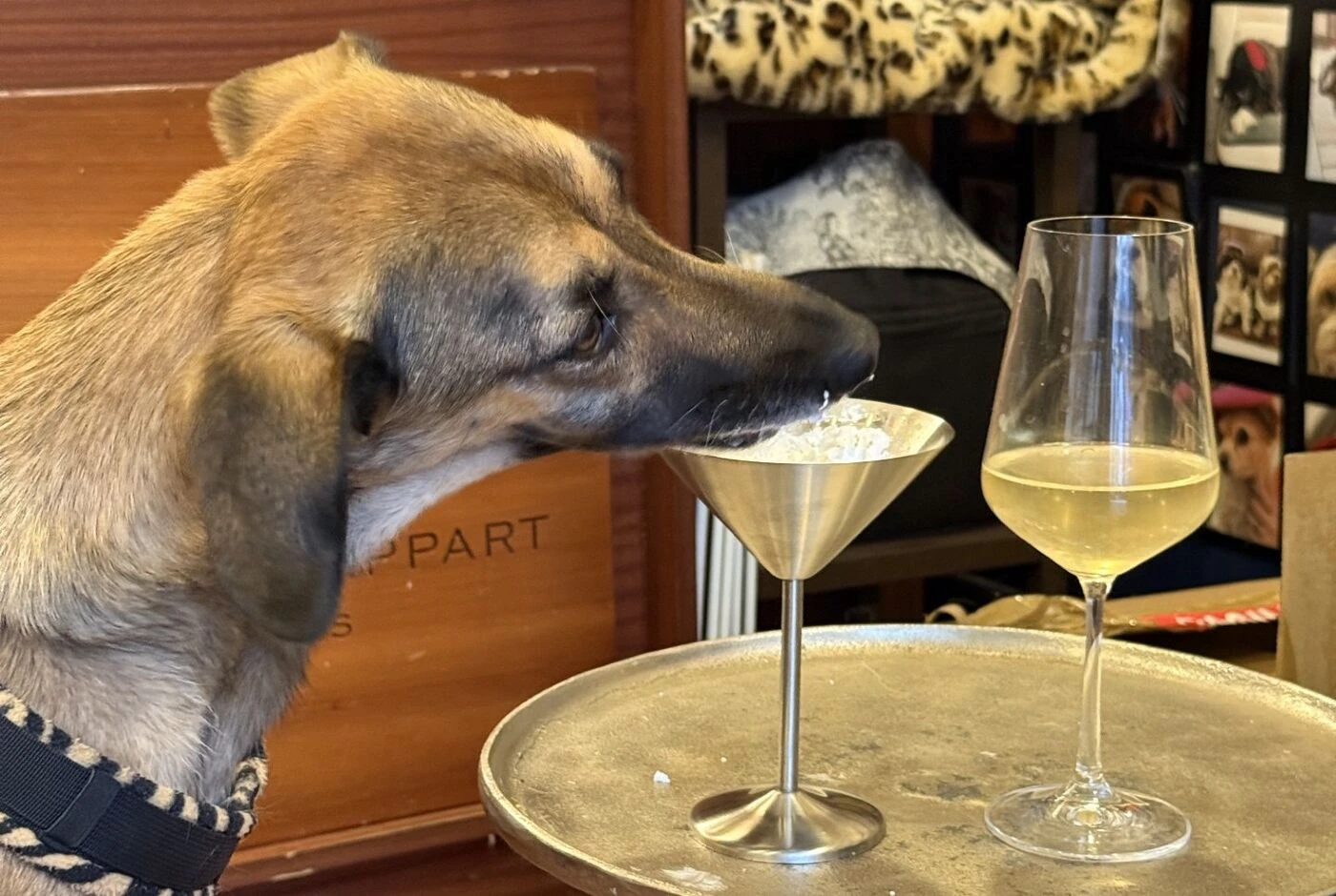 Plus de 40 chiens réunis à table : la marque de croquettes Bab’in organise le plus grand dîner canin à Paris en vue d’un record
