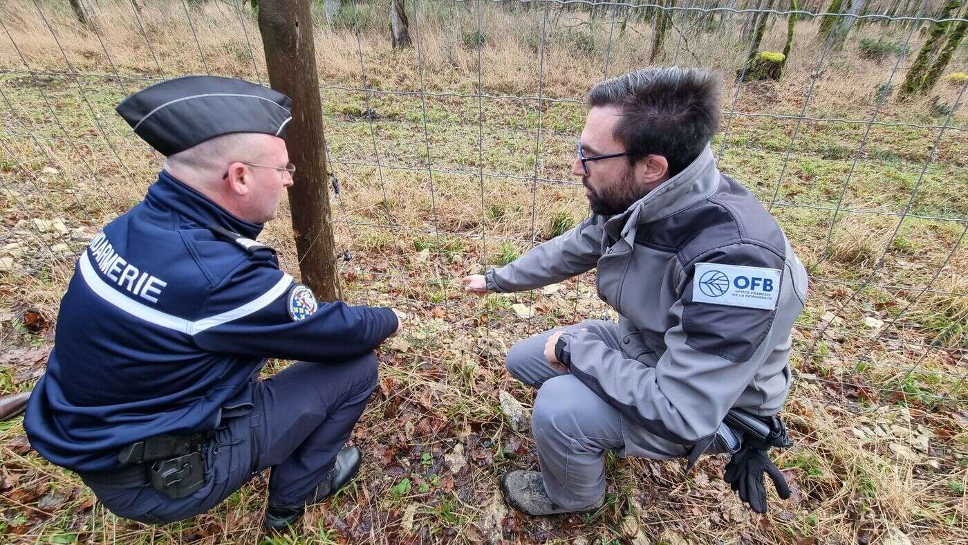 Grillages illégaux en Sologne : 90 signalements, 13 procédures et 3 condamnations en deux ans