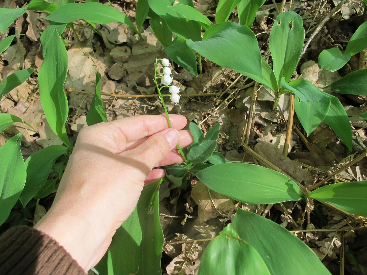 « Certains secteurs sont pillés » : le trafic de brins de muguet peut coûter jusqu’à 45 000 euros d’amende