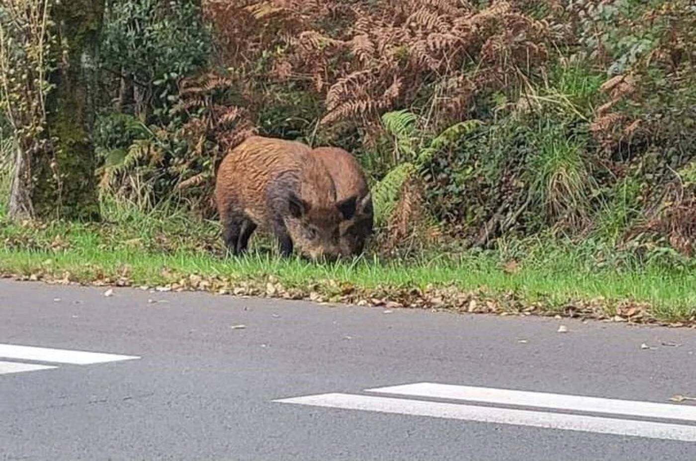 Un Italien tue son ami le jour de l’ouverture de la chasse, il voulait abattre un sanglier