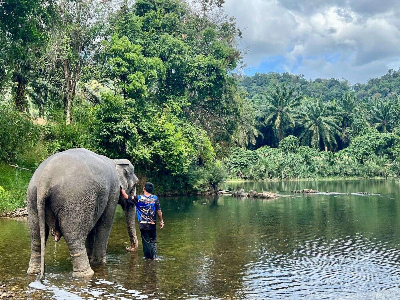 Une touriste espagnole de 22 ans meurt après avoir été attaquée par un éléphant qu’elle lavait en Thaïlande