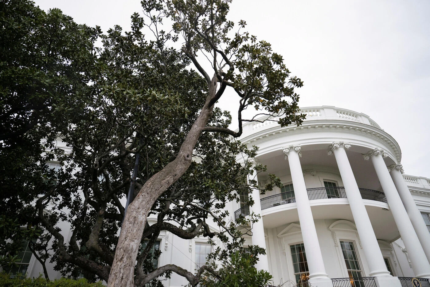 Trump plante un « MAGAnolia » dans les jardins de la Maison-Blanche