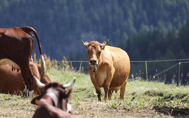 Sécheresse : dans les Alpes, les vaches s’abreuvent grâce aux retenues d’eau destinées à la neige artificielle