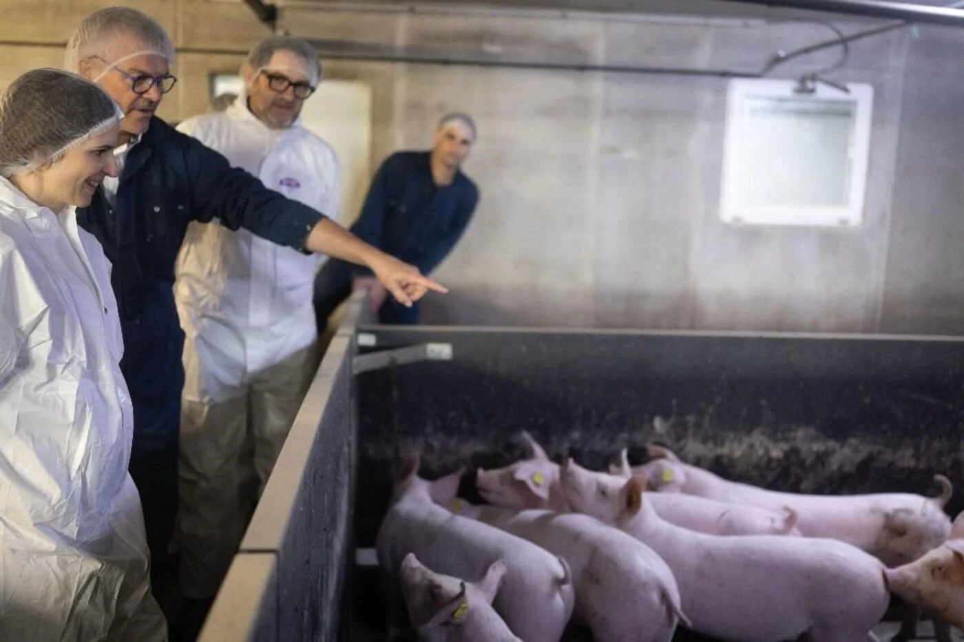 Dans le Finistère, l’IA contribue à améliorer le bien-être des animaux d’élevage