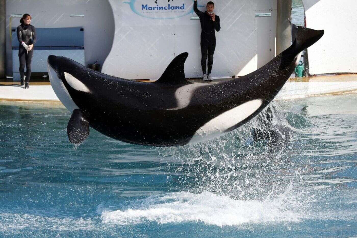 Marineland d’Antibes : le parc projette une « fermeture définitive » le 5 janvier