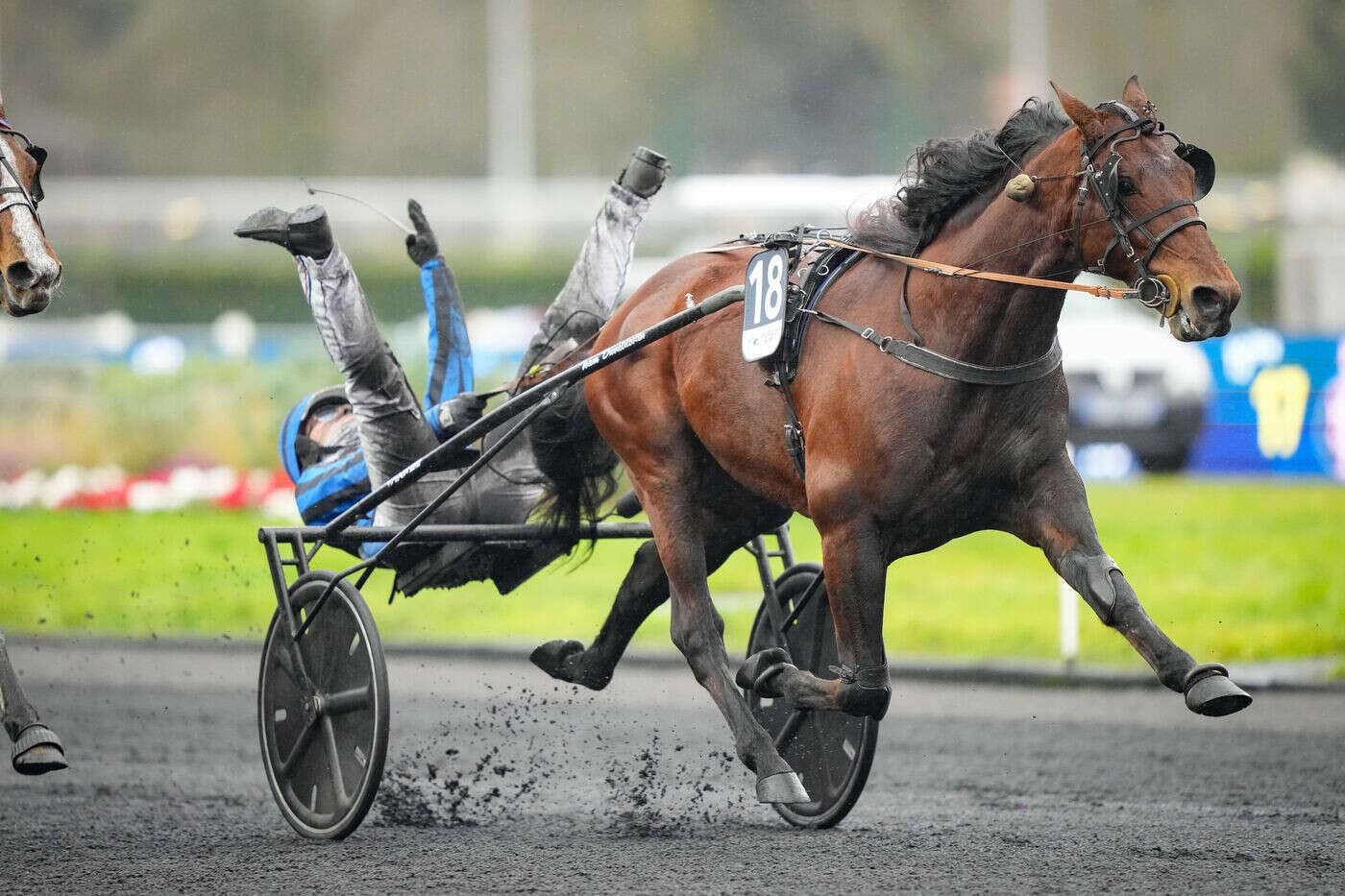 « Les champions réalisent le doublé », la joie du clan Duvaldestin, vainqueur du Prix d’Amérique avec Idao de Tillard