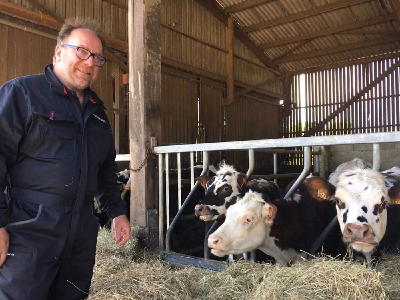Comment la vache normande essaie de reconquérir son territoire