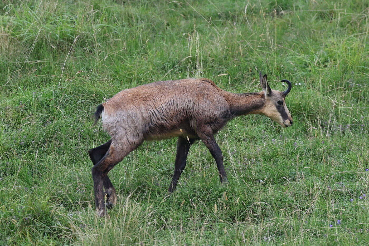 Dans le massif des Vosges, les chamois accusés de menacer la flore