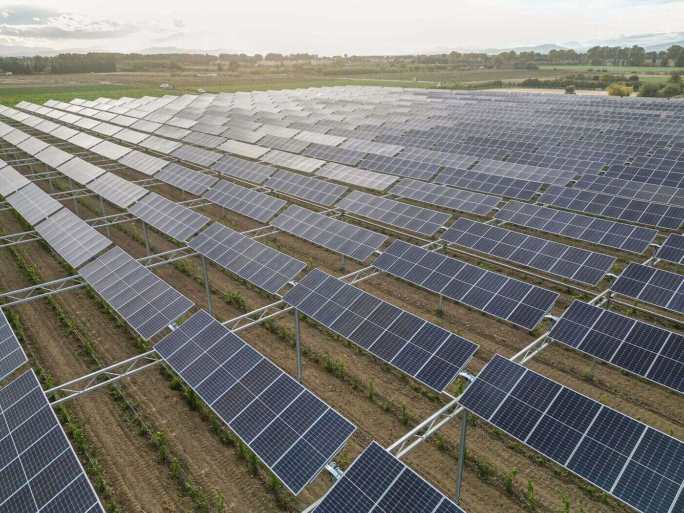 Des panneaux solaires qui font de l’ombre aux plantes… Dans les Pyrénées-Orientales, l’agrivoltaïsme cherche encore à convaincre