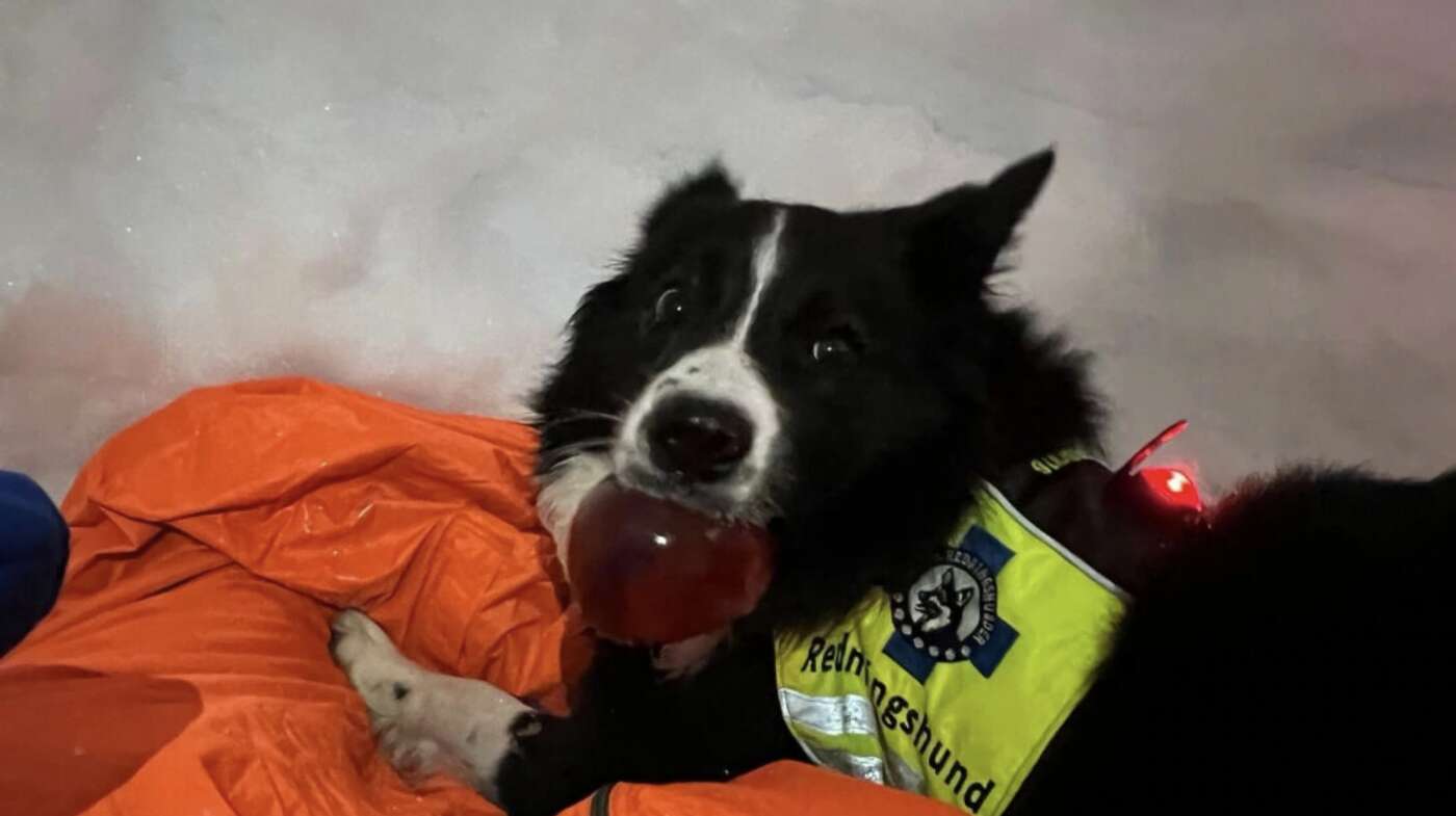 Norvège: emporté par une avalanche, un homme est sauvé par un chien après avoir survécu sept heures sous la neige