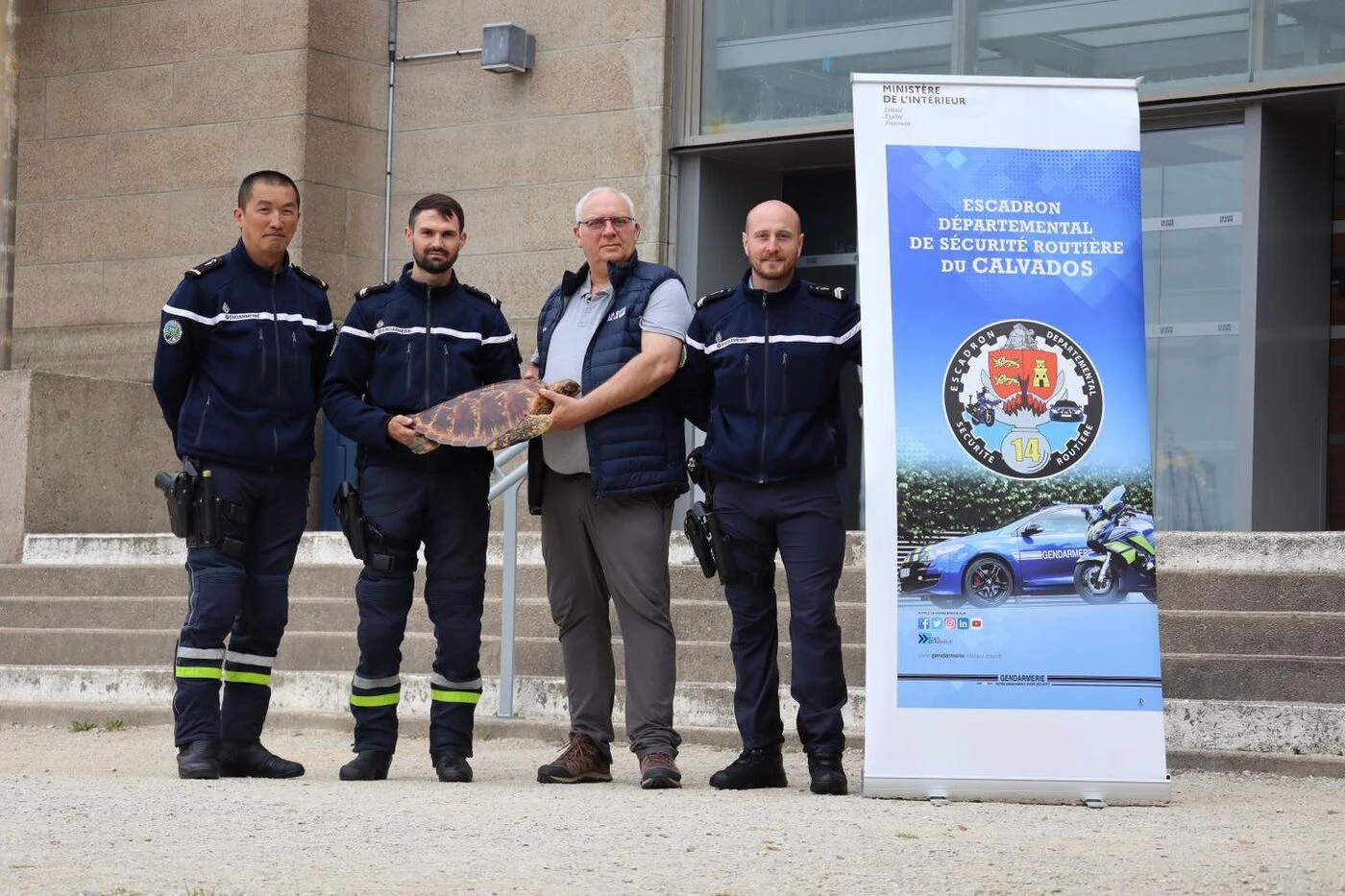 Une bien étrange tortue géante « empaillée » saisie par les gendarmes du Calvados