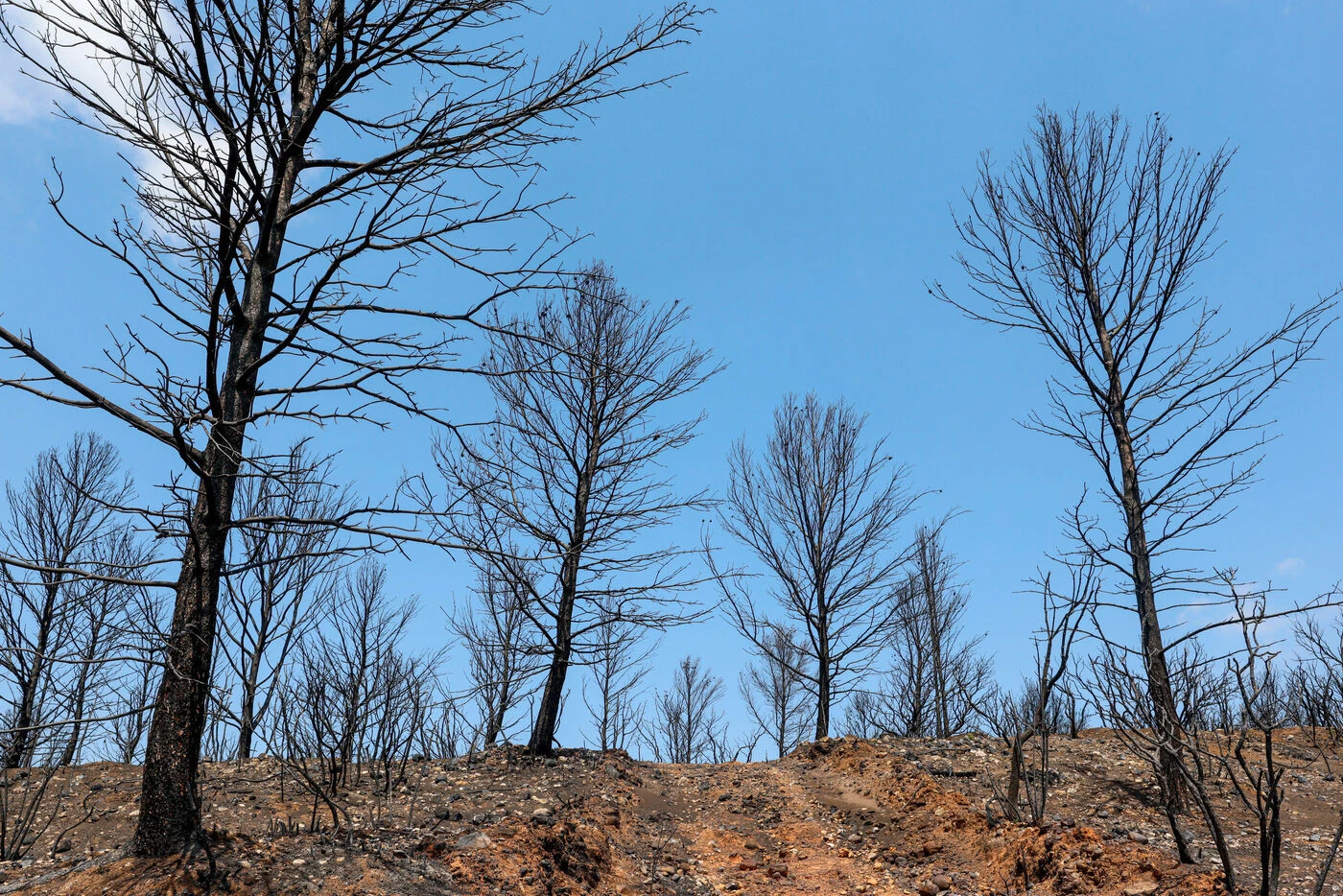 « Un niveau de danger très élevé » : l’Aude et la Drôme placés en alerte maximale aux feux de forêts samedi