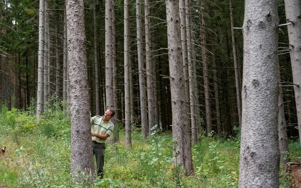L’Office national des forêts va supprimer près de 500 postes en cinq ans