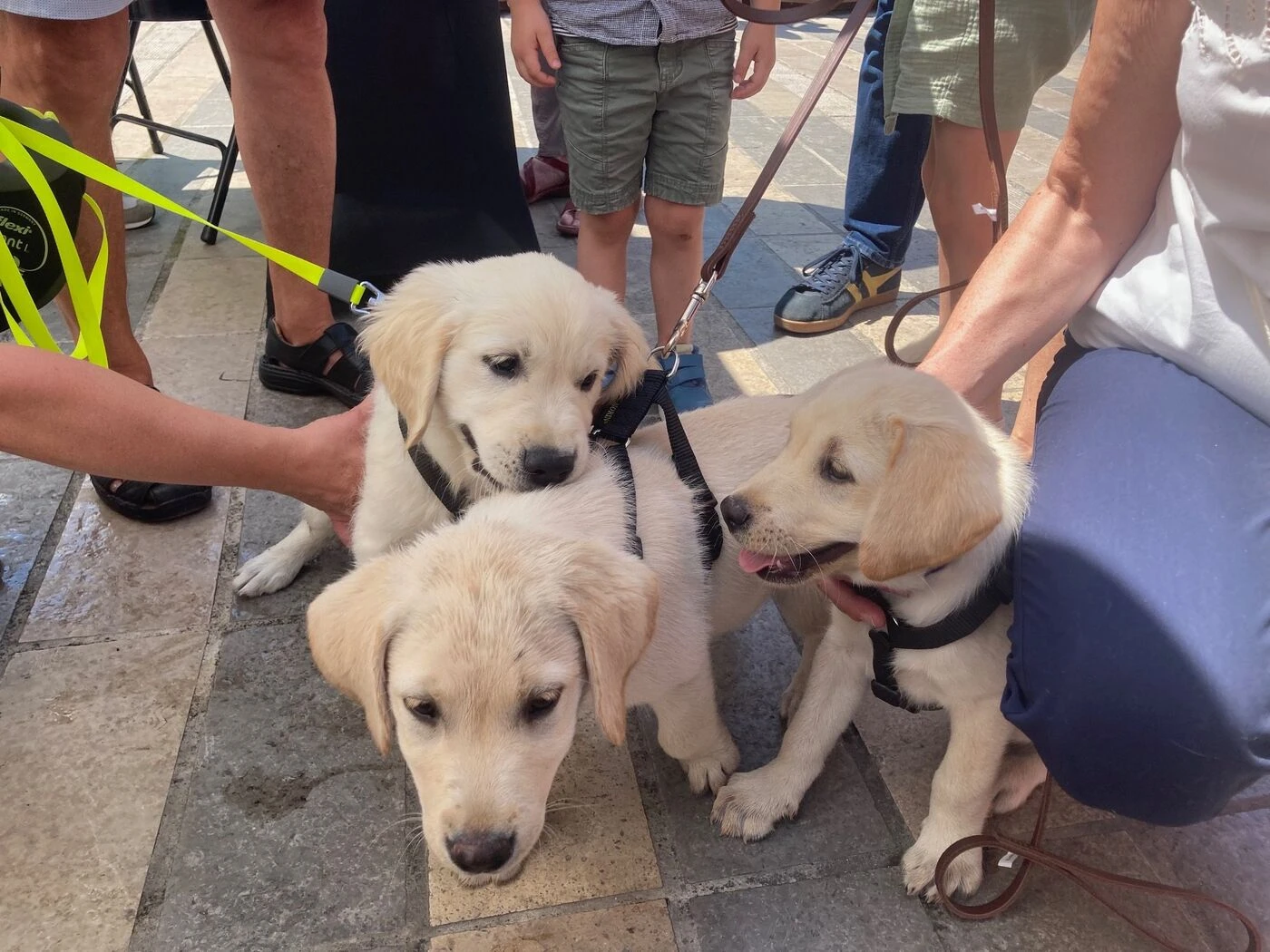 « Un projet canin et humain » : Aribo, Atchi et Aïko inaugurent la nouvelle école de chiens guides d’aveugles à Orléans