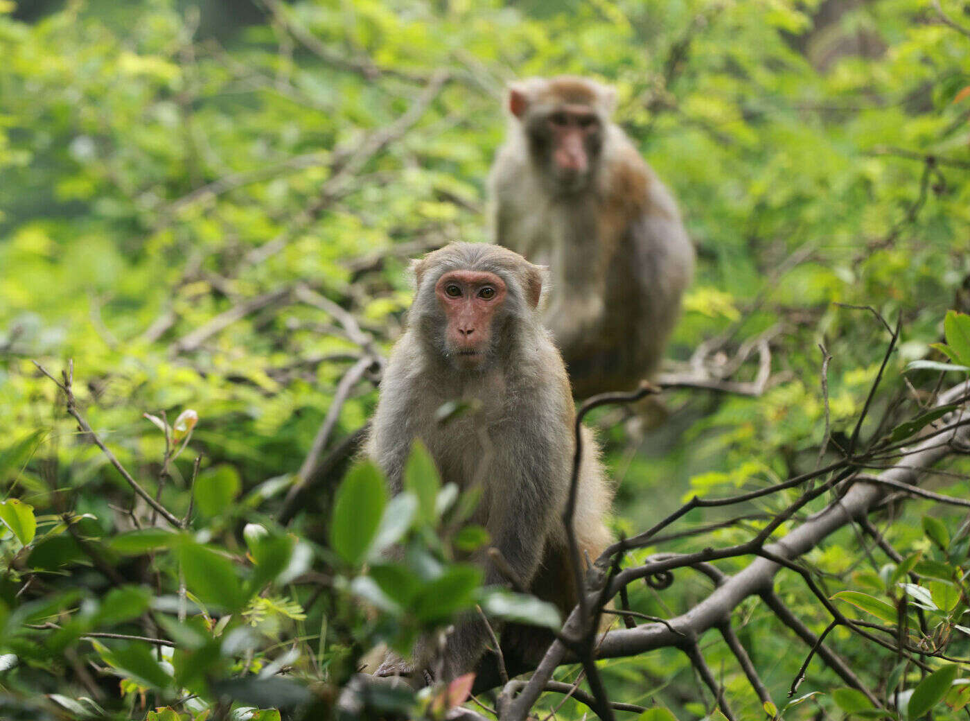 Singes évadés d’un laboratoire : les quatre derniers macaques enfin retrouvés en Caroline du Sud