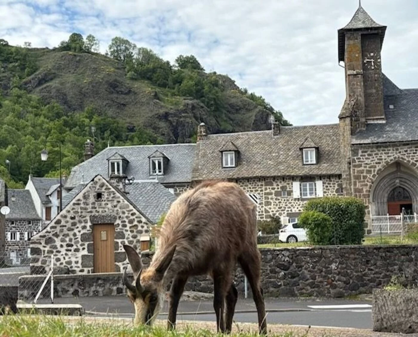 « Elle vient manger dans la main ! » : une femelle chamois a adopté ce village du Cantal