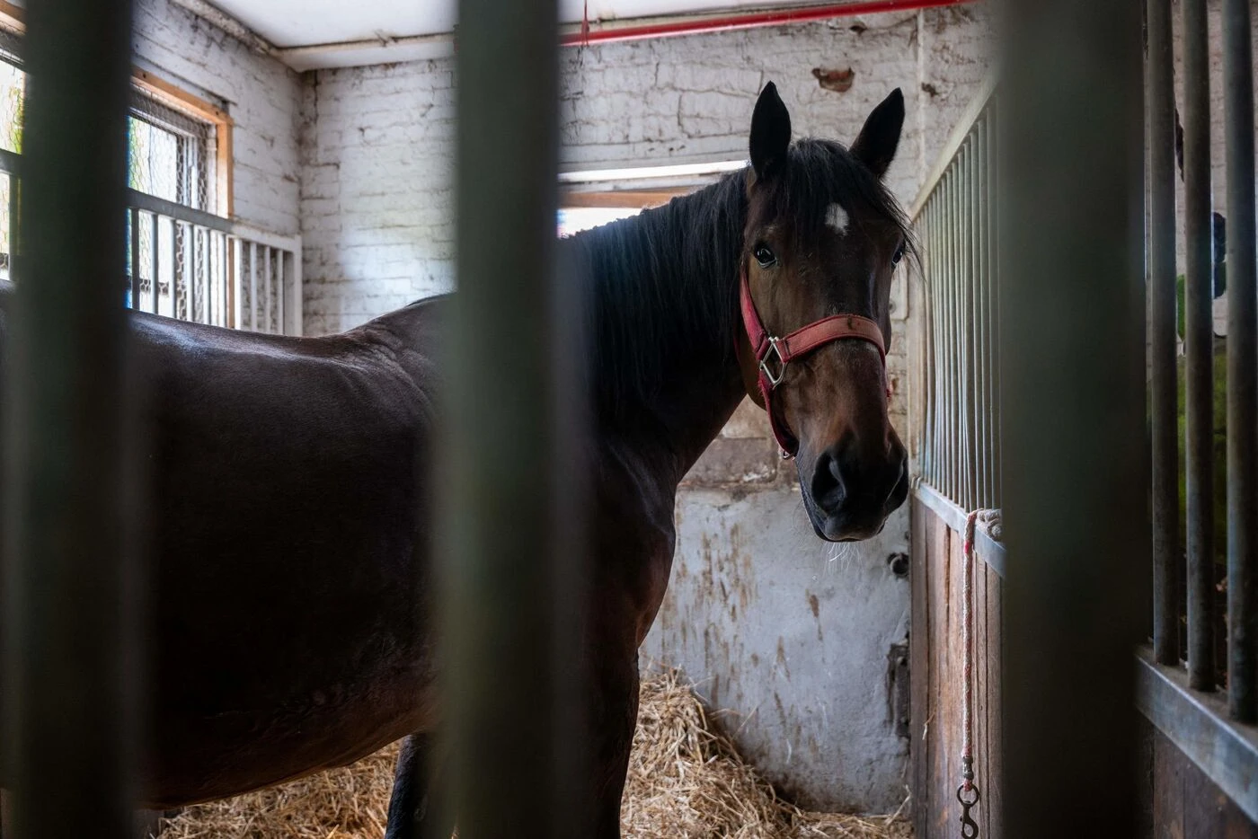 Mutilations de chevaux en Normandie : ce que l’on sait du suspect, qui dit avoir « obéi à des pulsions »