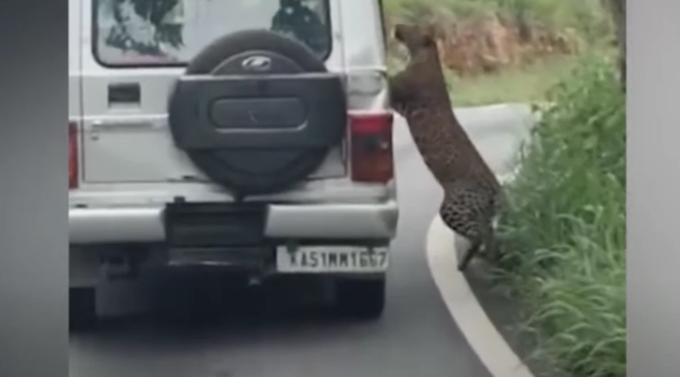 « De profondes entailles » : un garçon de 12 ans blessé par un léopard lors d’un safari en jeep