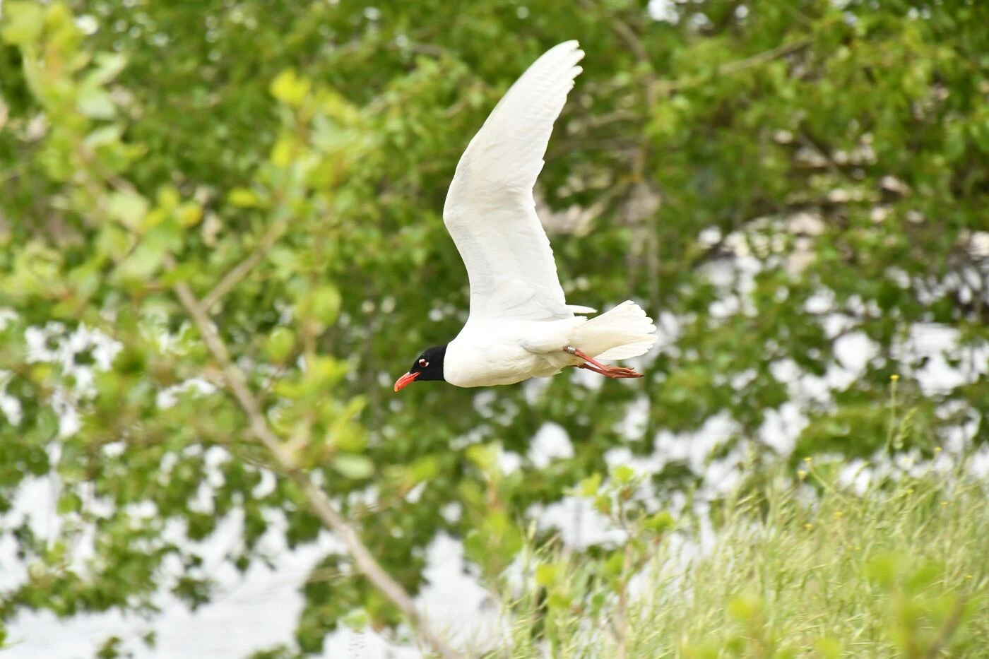 «Cils blancs et bec rouge et noir, comme s’il venait de se maquiller» : dans le Loiret, cet oiseau intrigue