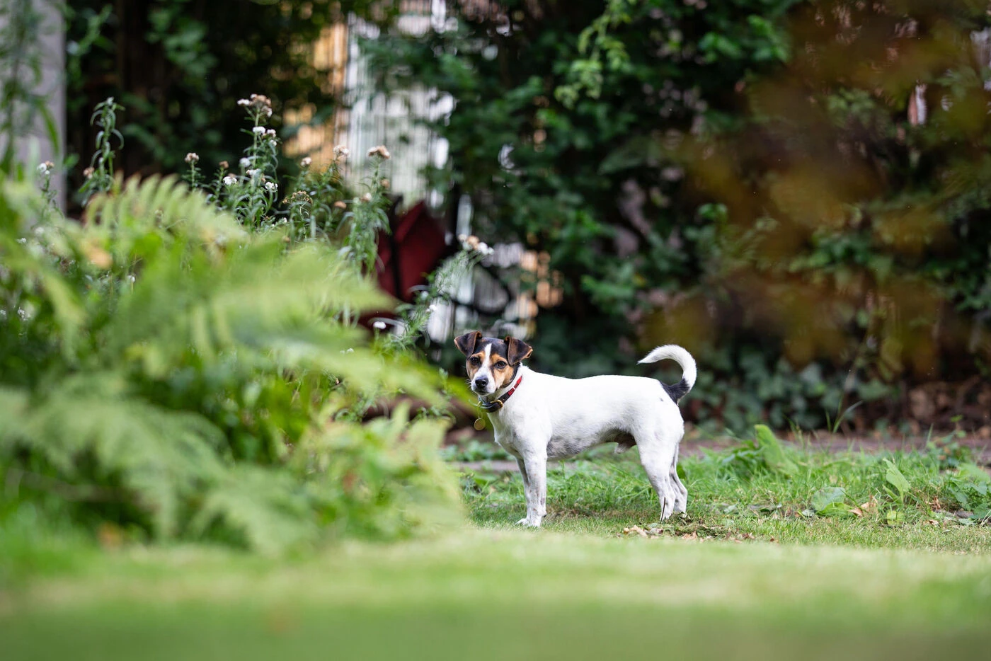 Le corps sans vie d’un chien, ligoté et lesté de trois pierres, repêché dans un canal en Bourgogne