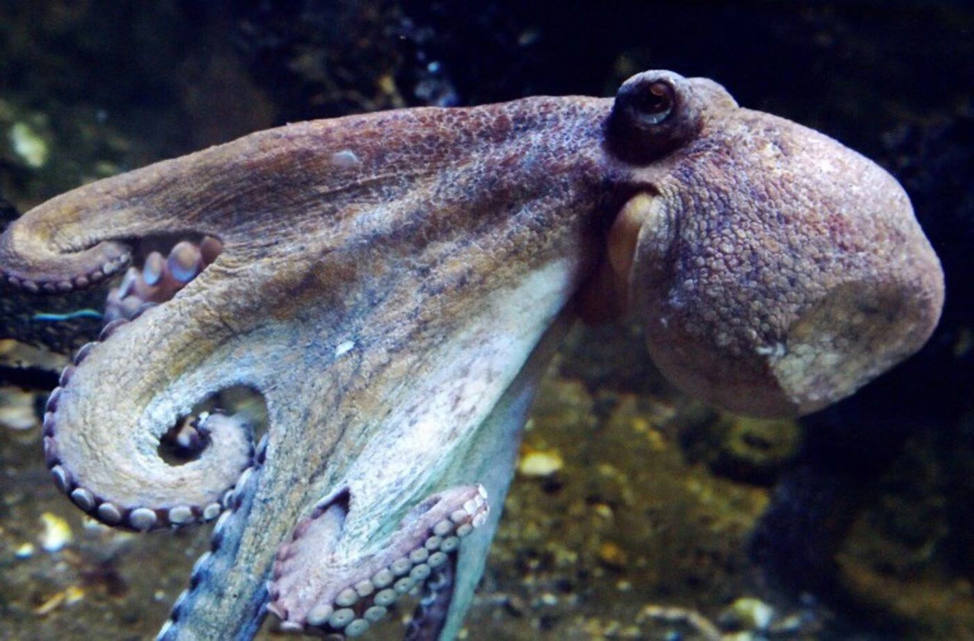 Le plus vieux fossile de pieuvre au monde n’est pas celui que l’on croyait